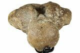 Fossil Mosasaur Atlas Vertebra w/ Metal Stand - Texas #316040-4